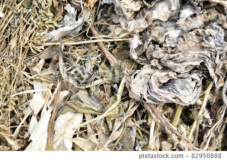 Dry plants in a compost pit in autumn Dry plants in a compost pit in autumn 82950888