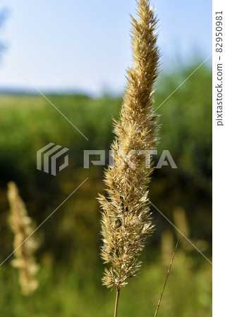 A perennial herbaceous plant species of weinik calamagrostis of the grass or bluegrass family poaceae calamagrostis epigejos 82950981