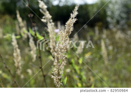 A perennial herbaceous plant species of weinik calamagrostis of the grass or bluegrass family poaceae calamagrostis epigejos 82950984
