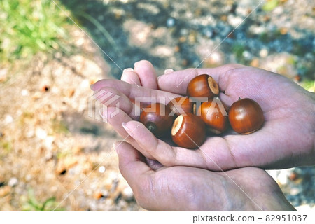 Acorn in hand Acorn in hand 82951037