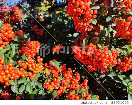 Red rowan berries on rowanberry plant branch 82951065