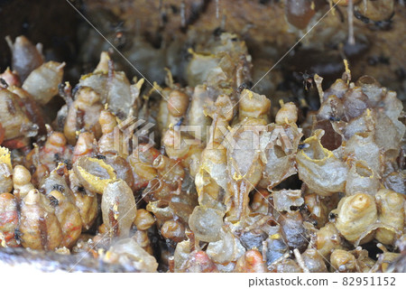 PUTRAJAYA, MALAYSIA -SEPTEMBER 06, 2015: Stingless bee hives. The stingless bees also known as stingless honey bees or simply meliponies. PUTRAJAYA, MALAYSIA -SEPTEMBER 06, 2015: Stingless bee hives. The stingless bees also known as stingless honey bees or simply meliponies. 82951152