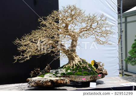 PUTRAJAYA, MALAYSIA -MAY 30, 2016: Bonsai tree display for public during Royal Floria Putrajaya 2016 in Putrajaya, Malaysia. PUTRAJAYA, MALAYSIA -MAY 30, 2016: Bonsai tree display for public during Royal Floria Putrajaya 2016 in Putrajaya, Malaysia. 82951299