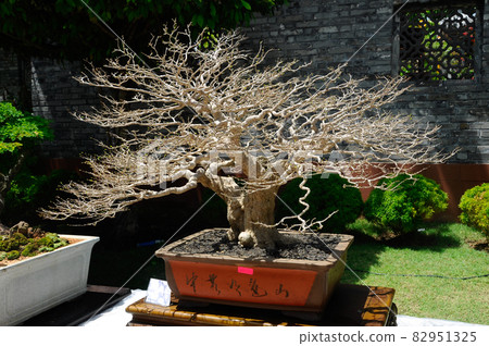 PUTRAJAYA, MALAYSIA -MAY 30, 2016: Bonsai tree display for public during Royal Floria Putrajaya 2016 in Putrajaya, Malaysia. PUTRAJAYA, MALAYSIA -MAY 30, 2016: Bonsai tree display for public during Royal Floria Putrajaya 2016 in Putrajaya, Malaysia. 82951325