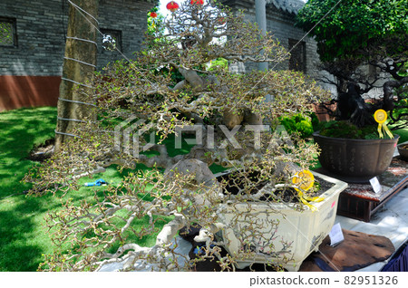 PUTRAJAYA, MALAYSIA -MAY 30, 2016: Bonsai tree display for public during Royal Floria Putrajaya 2016 in Putrajaya, Malaysia. PUTRAJAYA, MALAYSIA -MAY 30, 2016: Bonsai tree display for public during Royal Floria Putrajaya 2016 in Putrajaya, Malaysia. 82951326