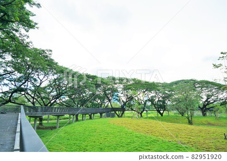 Green Bridge in Benjakitti (New) Park in Bangkok, Thailand 82951920