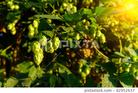 Fresh hop cones for making beer and bread close-up, agricultural background. Selective focus. Copy Space Fresh hop cones for making beer and bread close-up, agricultural background. Selective focus. Copy Space 82952637