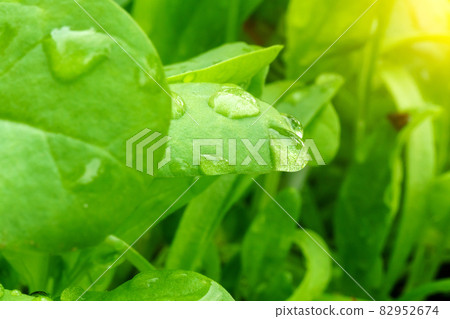 Spinach leaves with a drop of morning dew. healthy organic food and self sufficiency concept Spinach leaves with a drop of morning dew. healthy organic food and self sufficiency concept 82952674