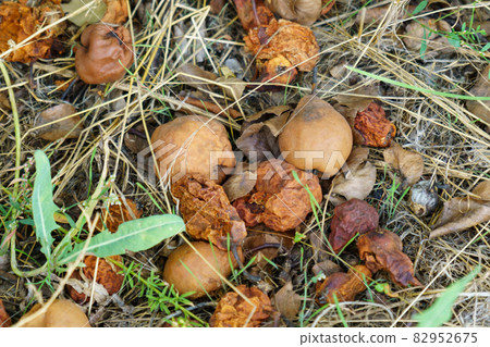 Rotten pear fruit on the ground is a bad harvest. Selective focus 82952675
