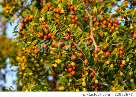 Ziziphus jujuba, commonly called jujube, red date, Chinese date. Hanging on a branch, harvest Ziziphus jujuba, commonly called jujube, red date, Chinese date. Hanging on a branch, harvest 82952678