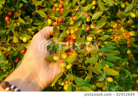 Fruits of ziziphus juba on the branches of trees in the garden close-up, ripe fruits of Chinese dates. Selective focus Fruits of ziziphus juba on the branches of trees in the garden close-up, ripe fruits of Chinese dates. Selective focus 82952684