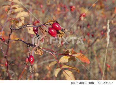 Rosehip bush with ripe berries in nature Rosehip bush with ripe berries in nature 82953002