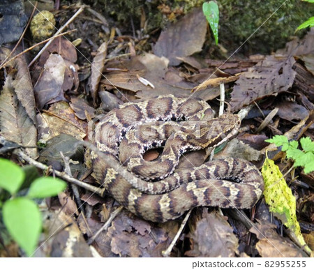 The pit viper The pit viper 82955255