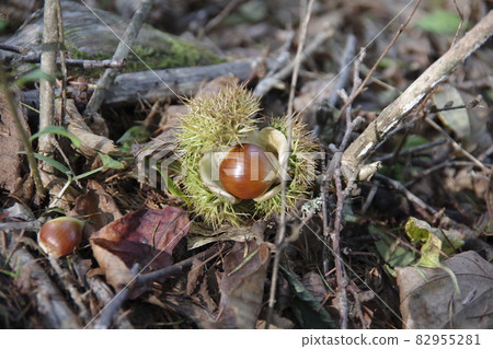 Chestnut season 82955281