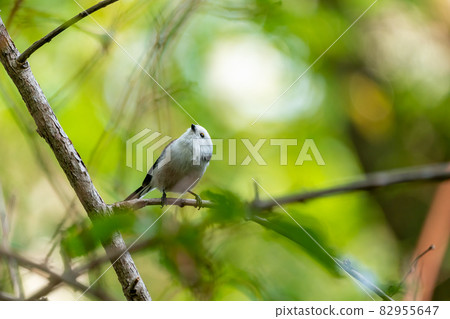 Cute long-tailed tit facing upwards, vines of mountain grapes Cute long-tailed tit facing upwards, vines of mountain grapes 82955647