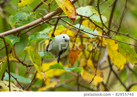 Cute long-tailed tit facing the front, vine of mountain grapes Cute long-tailed tit facing the front, vine of mountain grapes 82955748