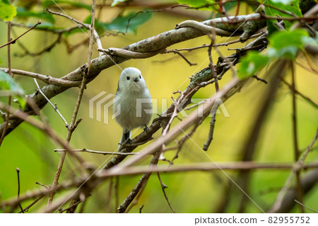 Cute long-tailed tit facing the front, vine of mountain grapes 82955752
