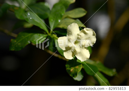 Brunfelsia 82955813