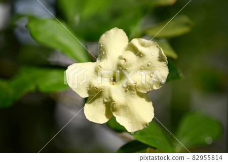 Brunfelsia Brunfelsia 82955814