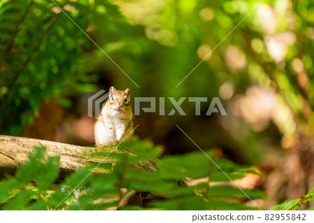 Ezo chipmunk smiles facing the front Ezo chipmunk smiles facing the front 82955842