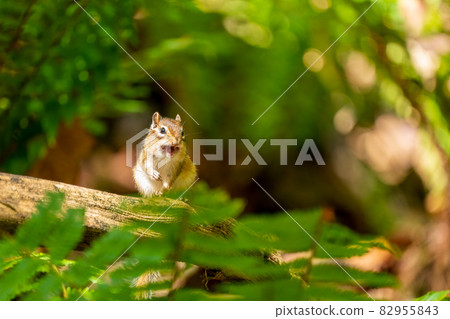 Ezo chipmunk smiles facing the front Ezo chipmunk smiles facing the front 82955843