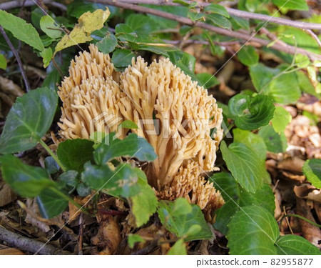 Mushroom season Ramaria botrytis 82955877