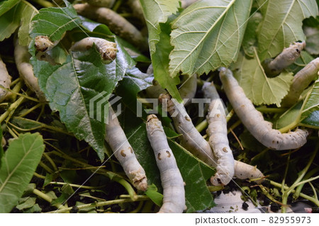Silkworm mulberry leaf sericulture 82955973