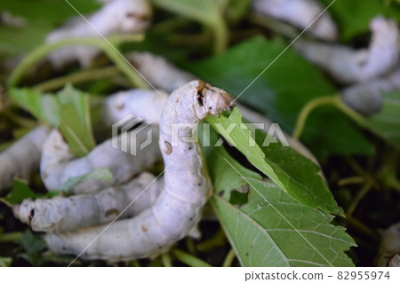 Silkworm mulberry leaf sericulture 82955974