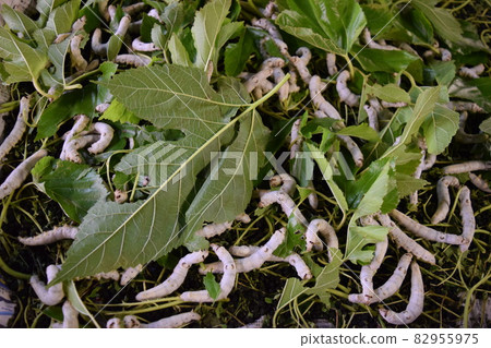 Silkworm mulberry leaf sericulture Silkworm mulberry leaf sericulture 82955975