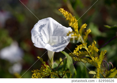 白色的小牽牛花 82956026