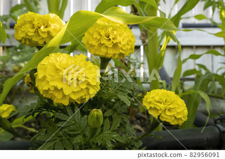 Marigold Flowers In A Corn Garden 82956091