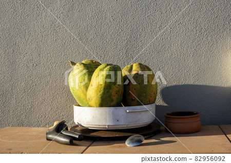 Recently Picked Pawpaws From Home Garden 82956092