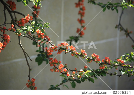 Flowering bent branches of quince. High quality photo Flowering bent branches of quince. High quality photo 82956334