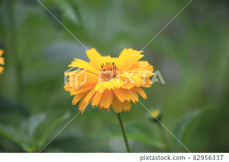 Yellow garden flower on a green background. High quality photo Yellow garden flower on a green background. High quality photo 82956337