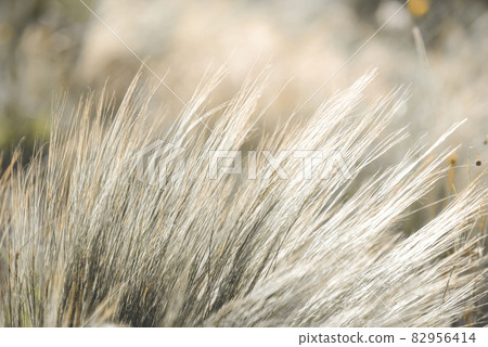 Grass in countryside pampas Argentina 82956414