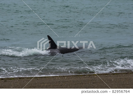 Orcas hunting sea lions, Patagonia , Argentina 82956764