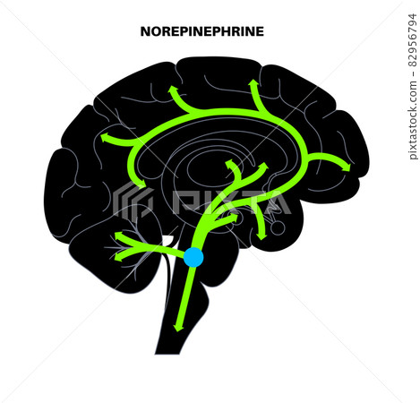 Norepinephrine hormone pathway 82956794