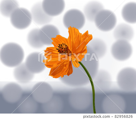 Beautiful flower Flower Kibana cosmos 82956826