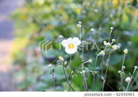 Shuigayuki flower 82956961