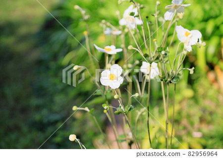 Shuigayuki花 82956964