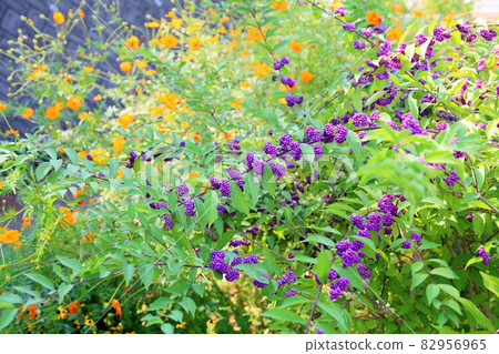 Komurasaki水果 82956965