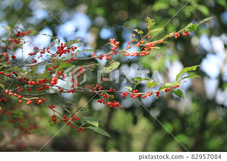 Ilex serrata with flower language such as cheerfulness, wisdom, deep affection, and good luck Ilex serrata with flower language such as cheerfulness, wisdom, deep affection, and good luck 82957084