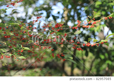 Ilex serrata with flower language such as cheerfulness, wisdom, deep affection, and good luck Ilex serrata with flower language such as cheerfulness, wisdom, deep affection, and good luck 82957085