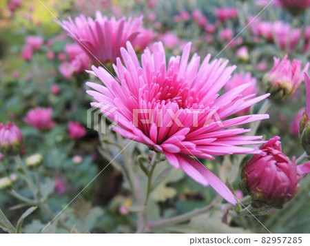食用菊花，淺紫色食用花 82957285