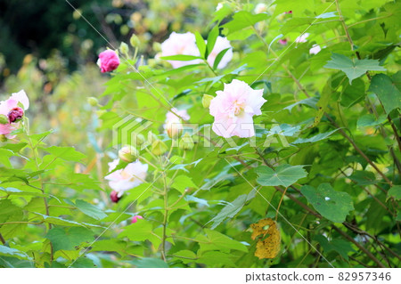 Drunky Flower Flower Drunky Flower Flower 82957346