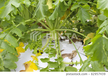 Radish field (radish buried in soil) 82957439