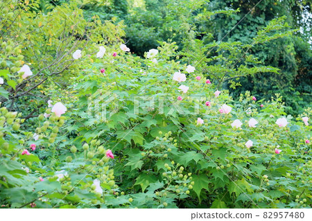 Drunky Flower Flower Drunky Flower Flower 82957480