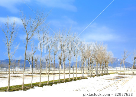 Nazai's Haza Tree Nazai's Haza Tree 82957638