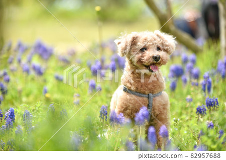 Toy poodle recommended in nature 82957688