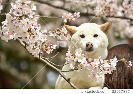 Shiba Inu surrounded by cherry blossoms 82957885